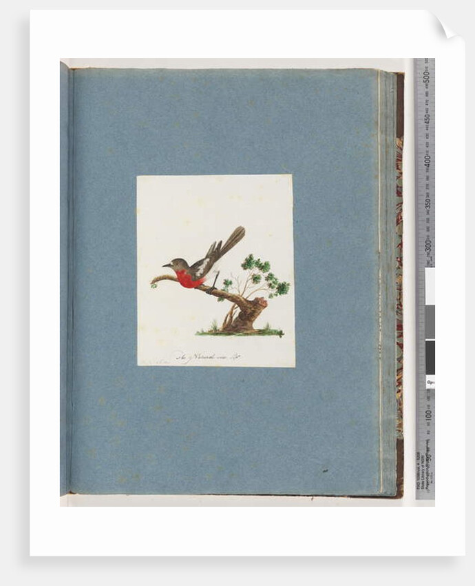 Page 81. Scarlet Robin by Unknown artist