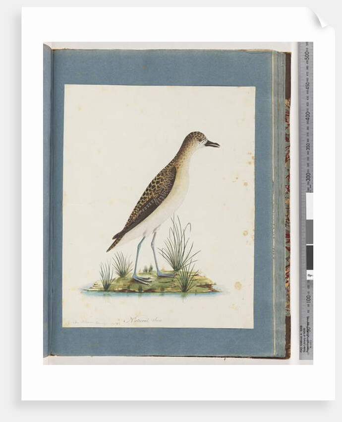 Page 82. Golden Plover by Unknown artist