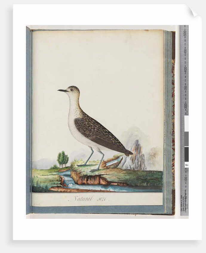 Page 83. Female Golden Plover by Unknown artist