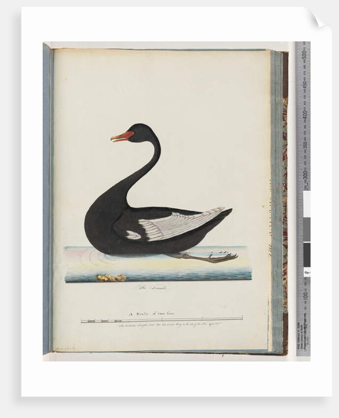 Page 86. Black Swan. The Female anas atrata by Unknown artist