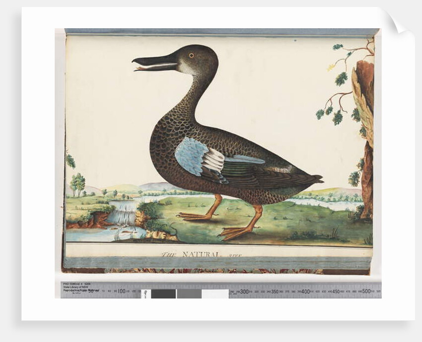 Page 87. Duck by Unknown artist