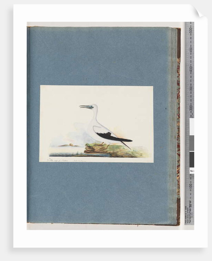 Page 91. Unidentified bird. Pel. borssanus by Unknown artist