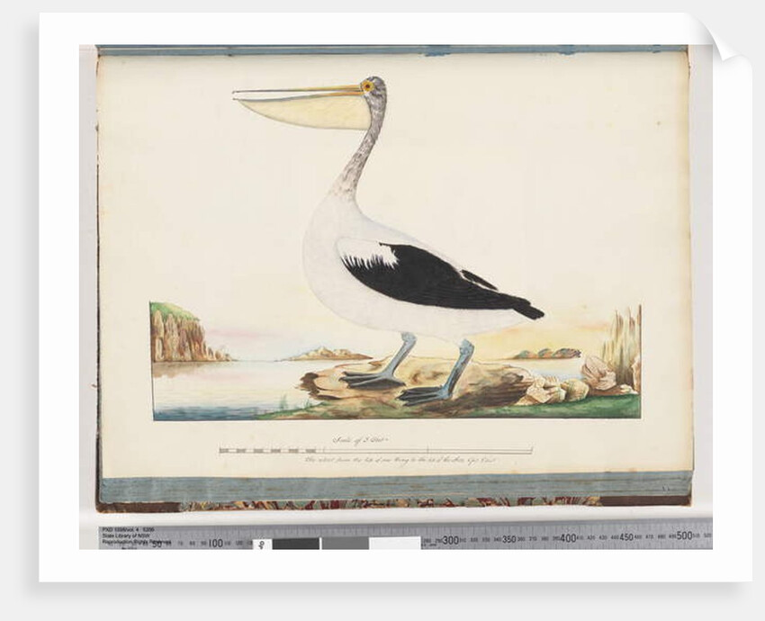 Page 92. Australian Pelican by Unknown artist