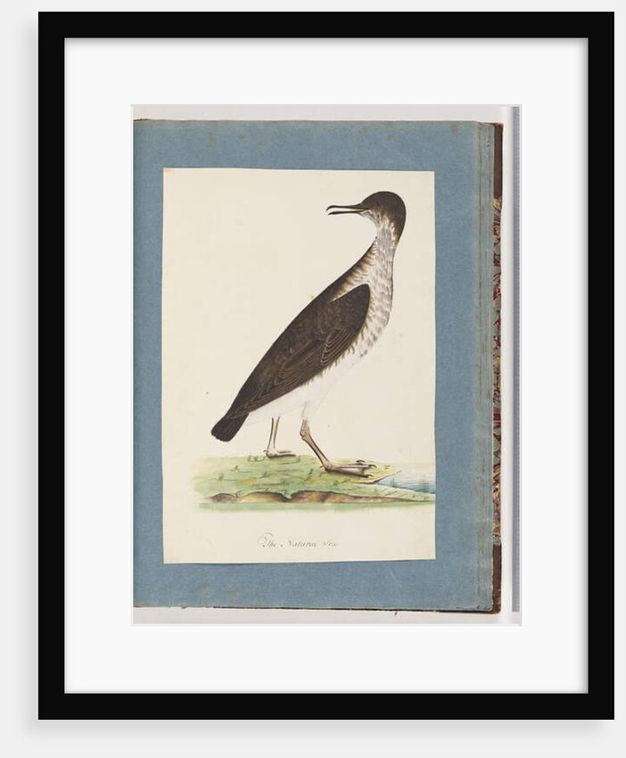 Page 96. Unidentified Bird by Unknown artist