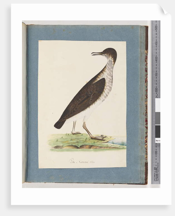 Page 96. Unidentified Bird by Unknown artist