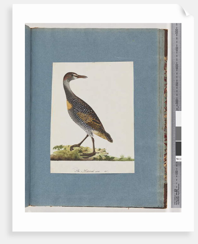 Page 99. Buff-banded Rail by Unknown artist