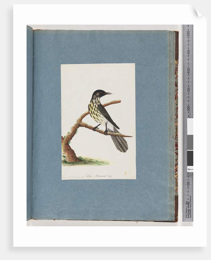 Page 100. New Holland Honeyeater. Certhia Novae Hollandiae by Unknown artist
