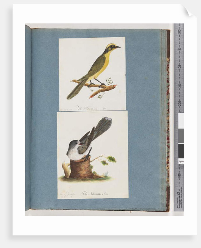 Page 101. Yellow-tufted Honeyeater. 102. Unidentified Bird by Unknown artist