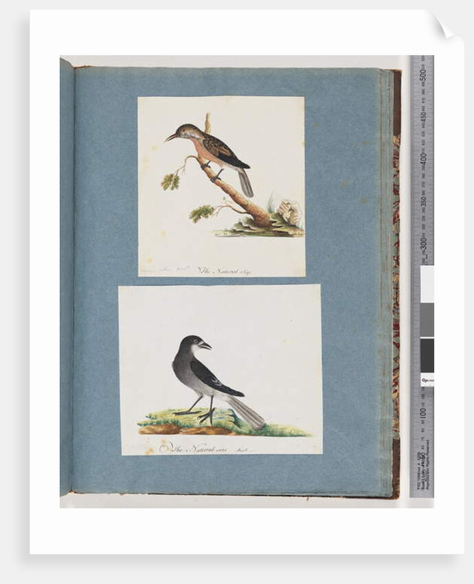 Page 103. Unidentified Bird. Honeyeater. 104. Unidentified Bird by Unknown artist