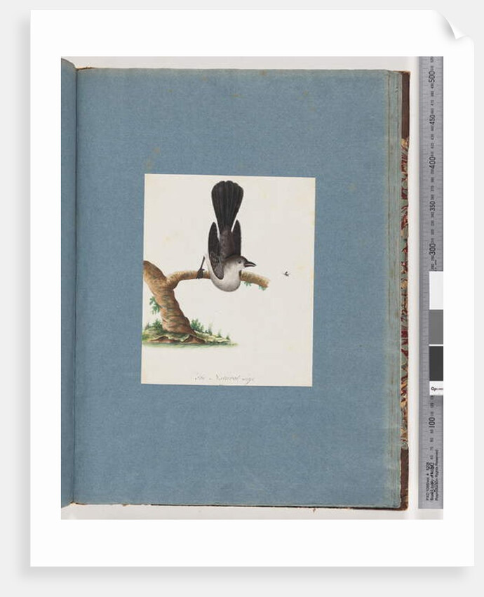 Page 107. Unidentified Bird by Unknown artist