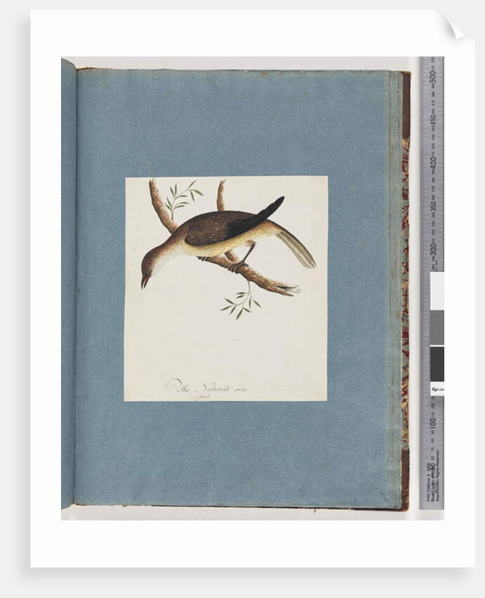 Page 108. Unidentified Bird by Unknown artist