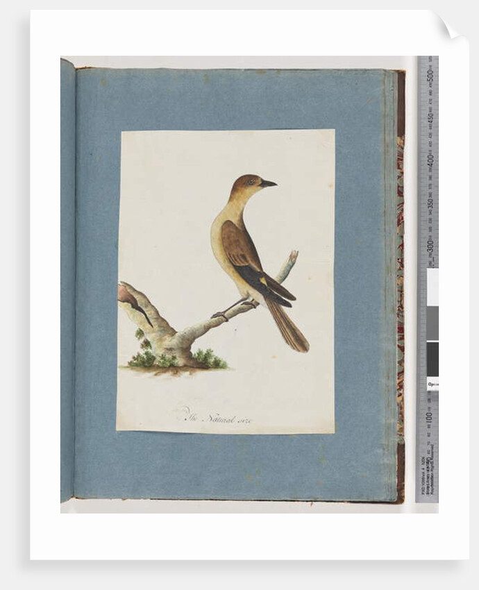 Page 109. Unidentified Bird by Unknown artist