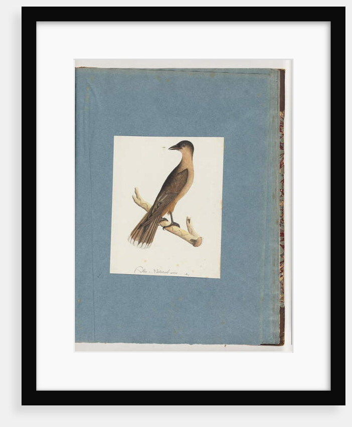 Page 110. Unidentified Bird by Unknown artist