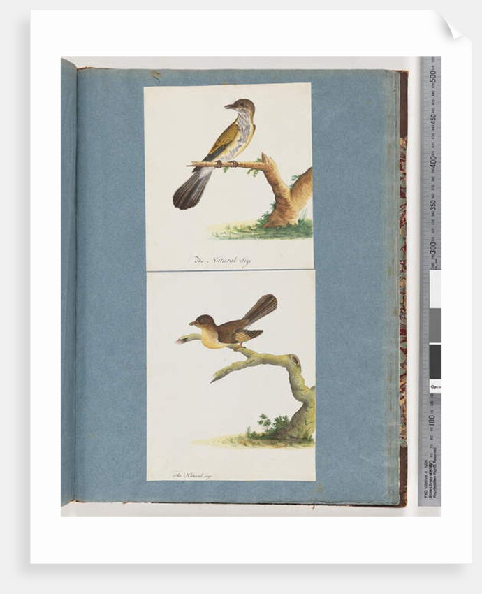 Page 111. Unidentified Bird. 112. Unidentified Bird. by Unknown artist