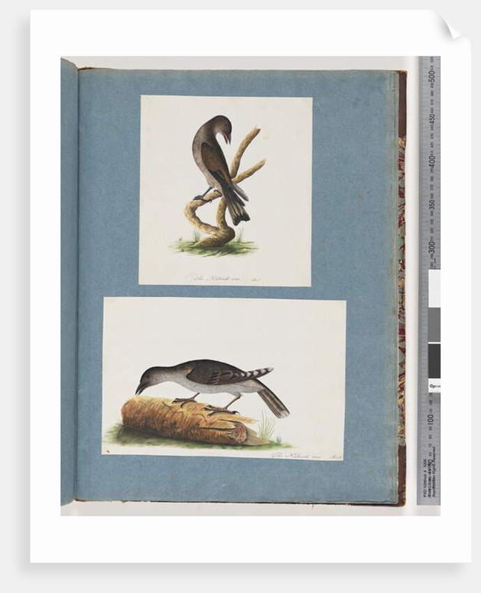 Page 123. Unidentified Bird. 124. Unidentified Bird by Unknown artist