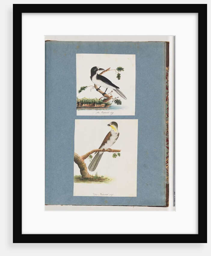 Page 135. Unidentified Bird. 136. Unidentified Bird by Unknown artist