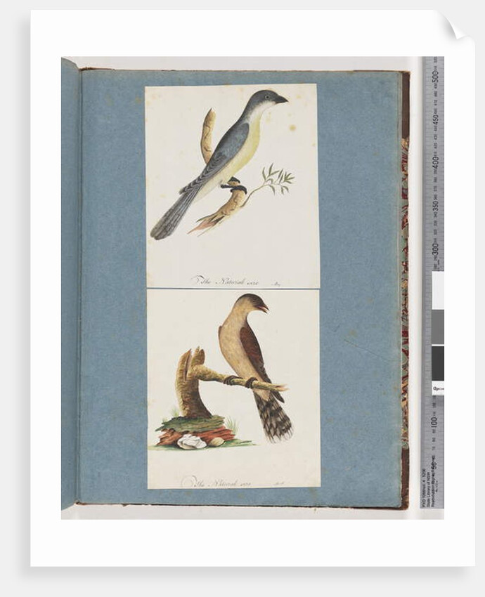 Page 138. Unidentified Bird. 139. Unidentified Bird by Unknown artist