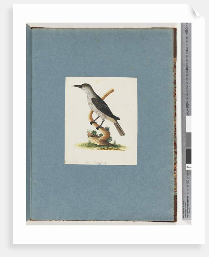 Page 146. Unidentified Bird. Honeyeater by Unknown artist