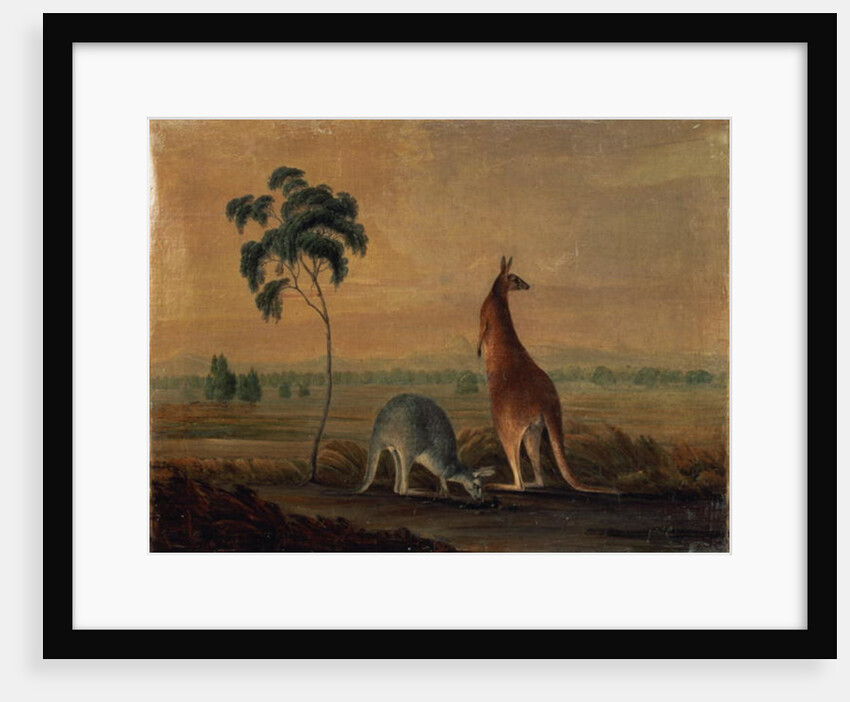 Kangaroos in a landscape, c.1819 by John William Lewin