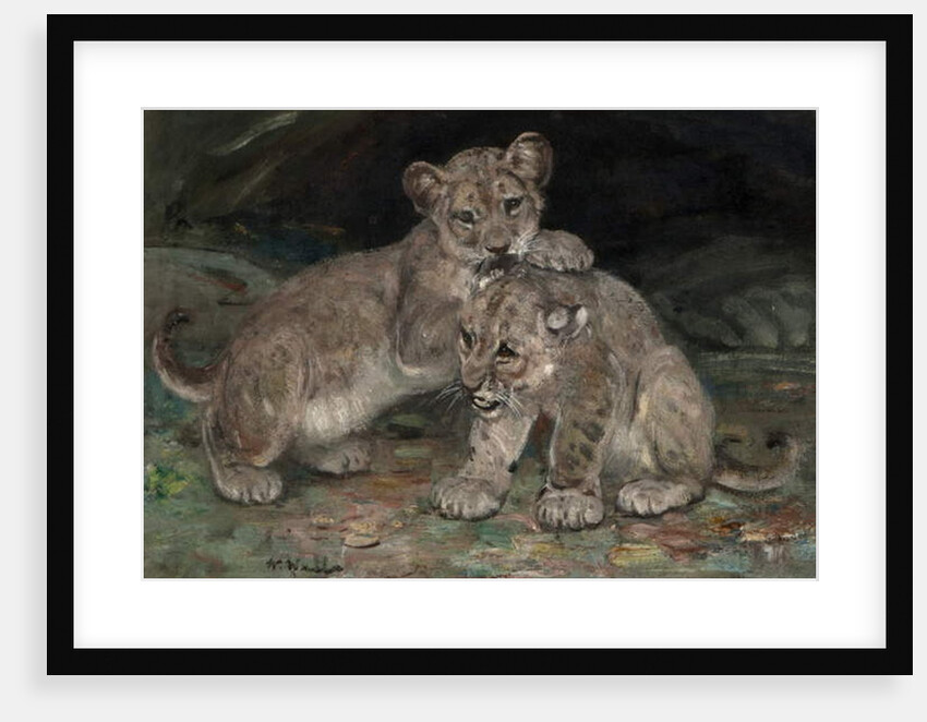 Lion Cubs, c.1906 by William Walls
