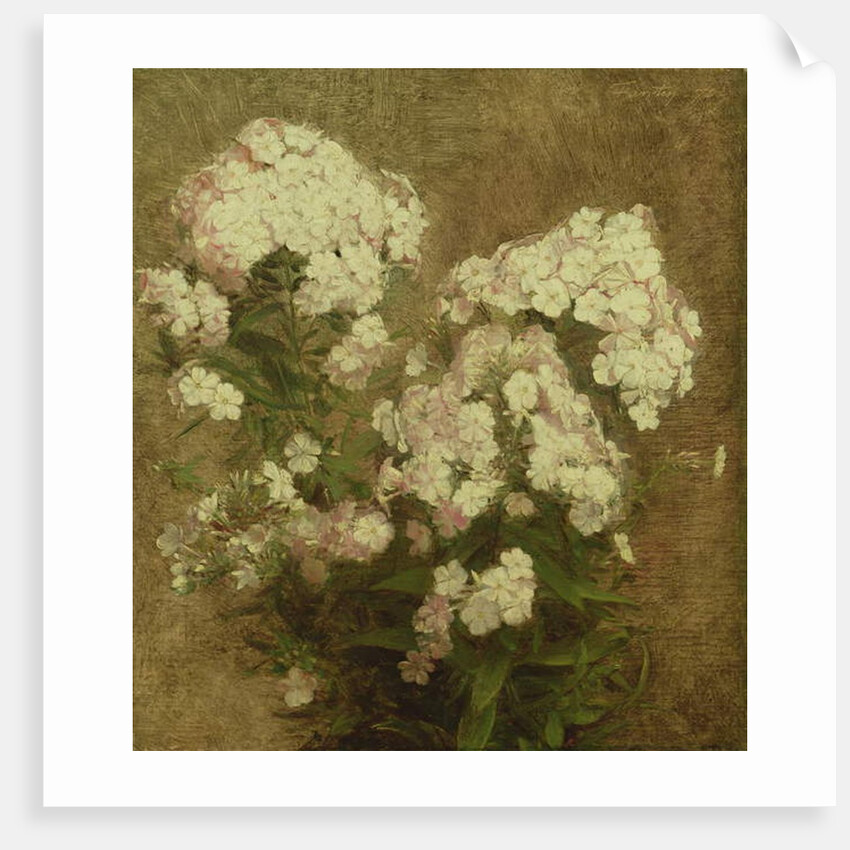 Phlox, 1870 by Ignace Henri Jean Fantin-Latour