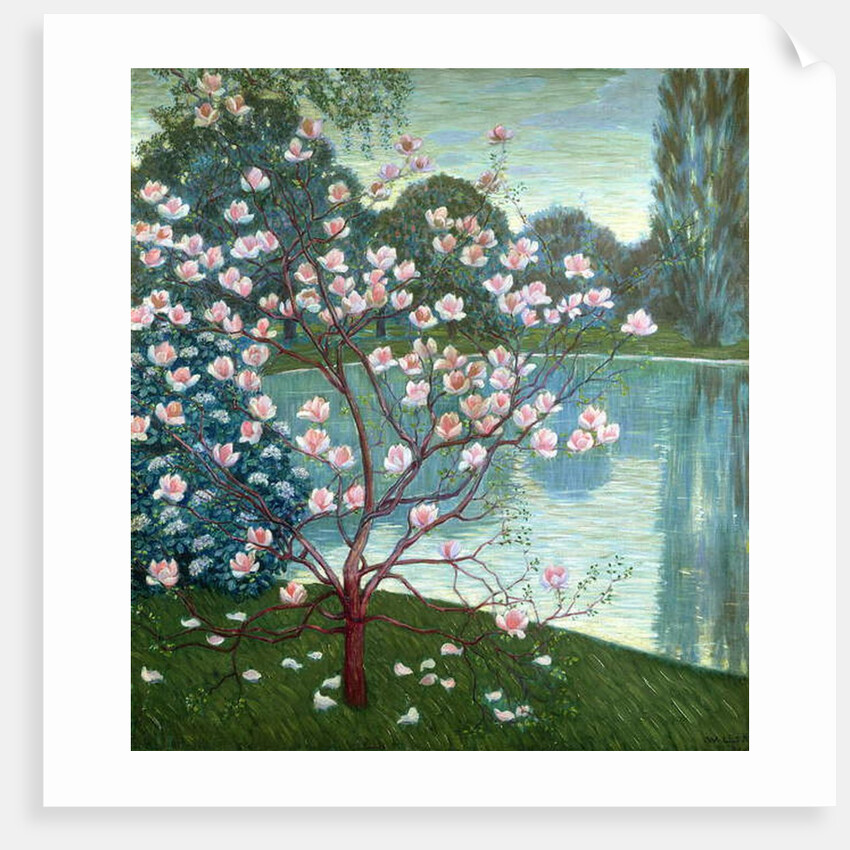 Magnolia by Wilhelm List