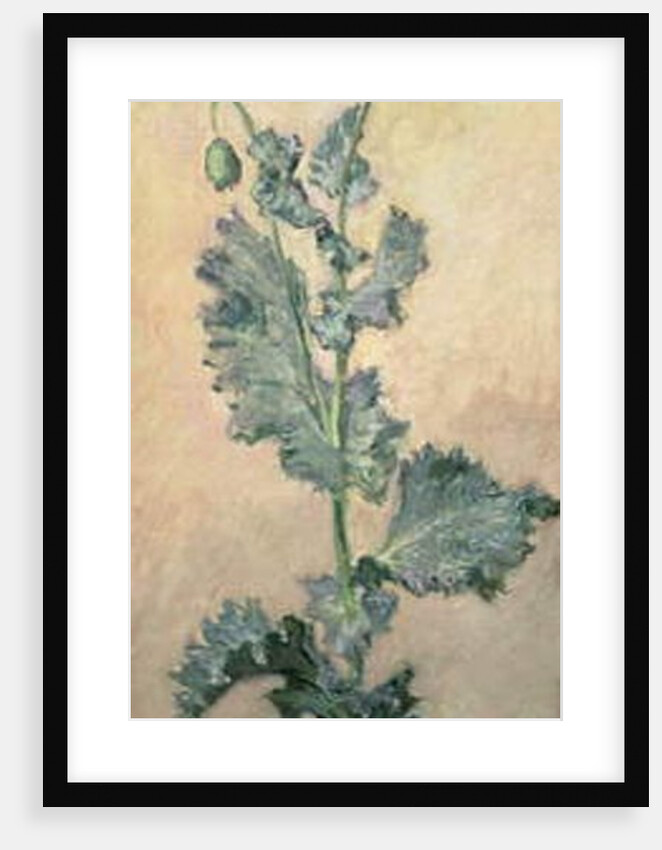 White Poppy, 1883 by Claude Monet