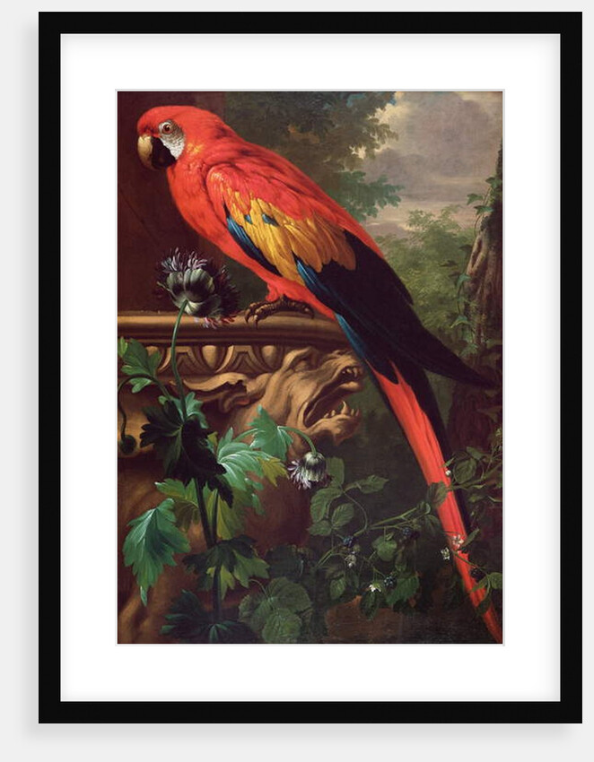 Scarlet Macaw in a Landscape by Jakob Bogdani or Bogdany