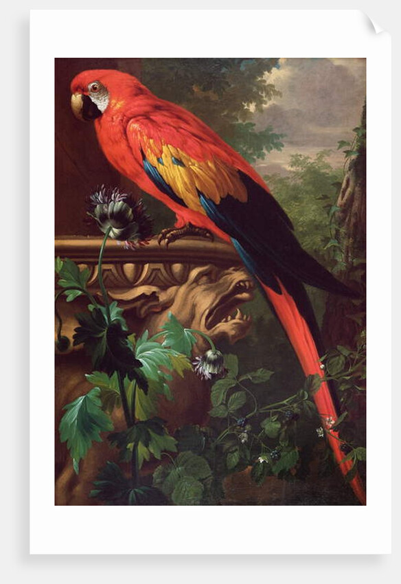 Scarlet Macaw in a Landscape by Jakob Bogdani or Bogdany