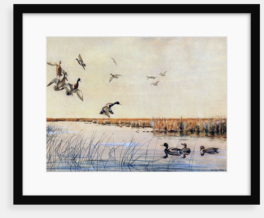 Ducks landing, 1919 by Louis Agassiz Fuertes