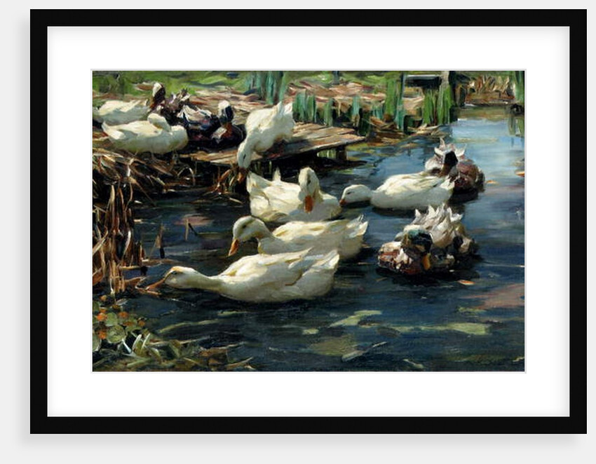 Ducks in a Pool by Alexander Koester
