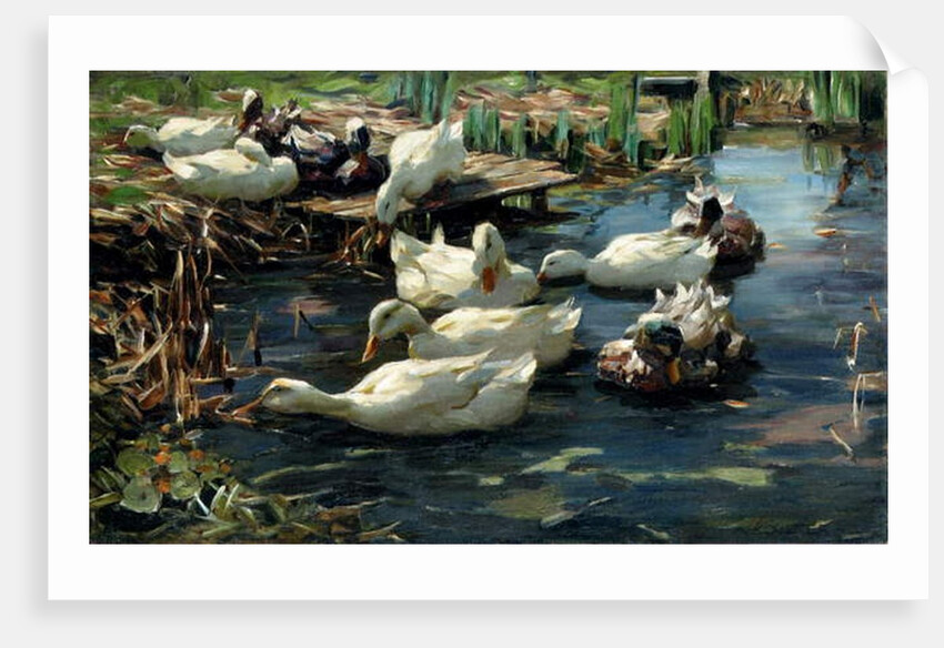Ducks in a Pool by Alexander Koester