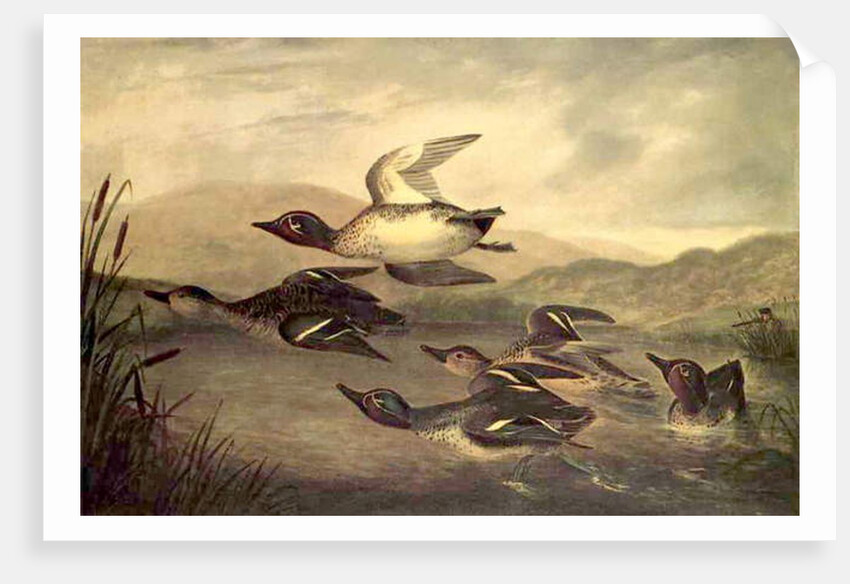 Wild Ducks Rising, 1840 by John Woodhouse Audubon