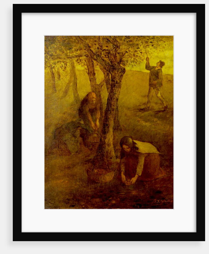 Gathering Apples by Jean Francois I Millet
