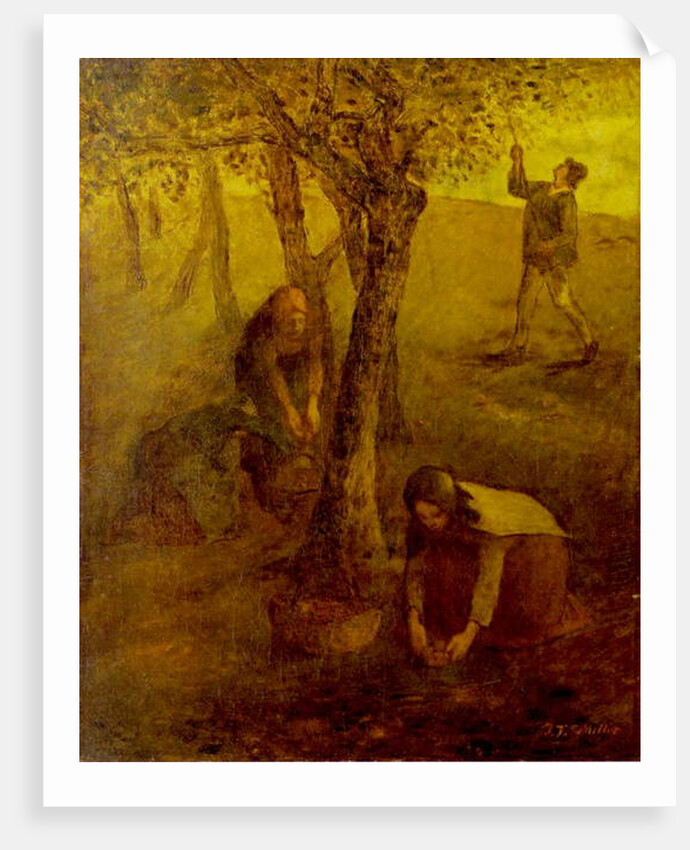 Gathering Apples by Jean Francois I Millet