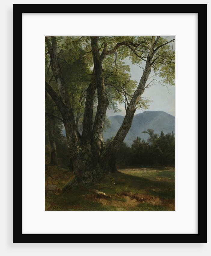 Shandaken, Ulster County, New York, 1854 by Asher Brown Durand