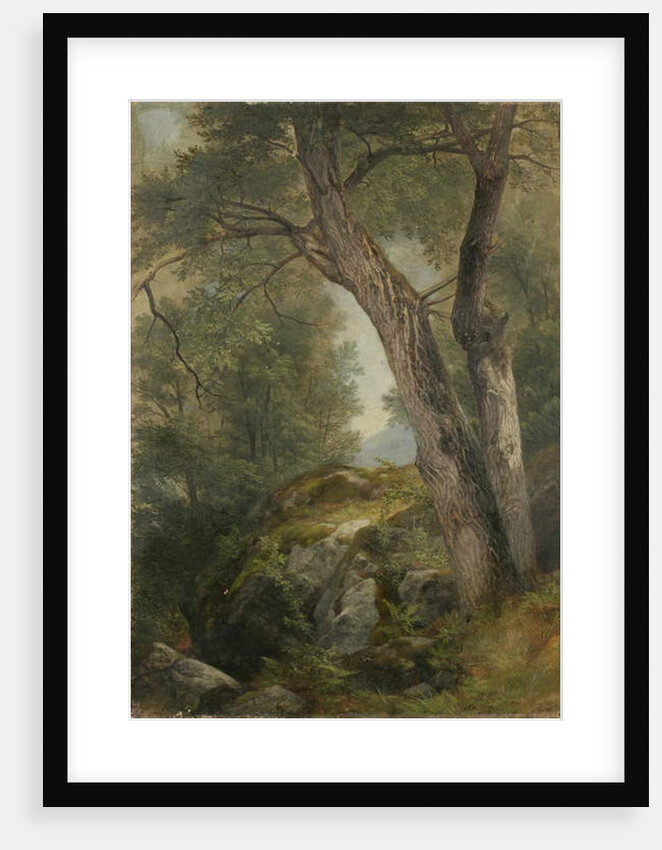 Butternut Tree at Hague, Lake George, NY, 1862 by Asher Brown Durand