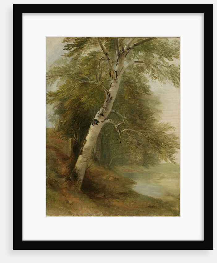 Nature Study: A Birch Tree, 1860 by Asher Brown Durand