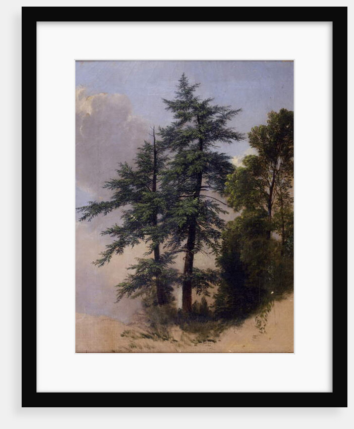 Tree Study, Newburgh, N.Y., 1849 by Asher Brown Durand