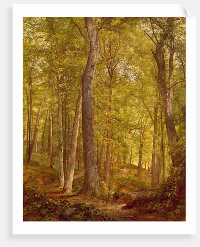 June Woods, Pennsylvania, 1864 by William Trost Richards