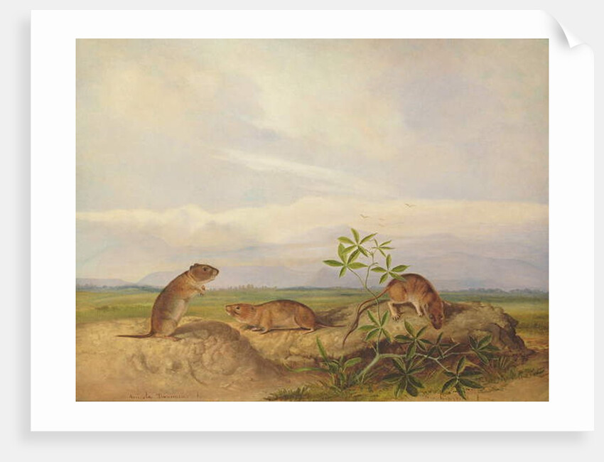 Townsend's Meadow Mouse, Meadow Vale and Swamp Rice Rat by John Woodhouse Audubon