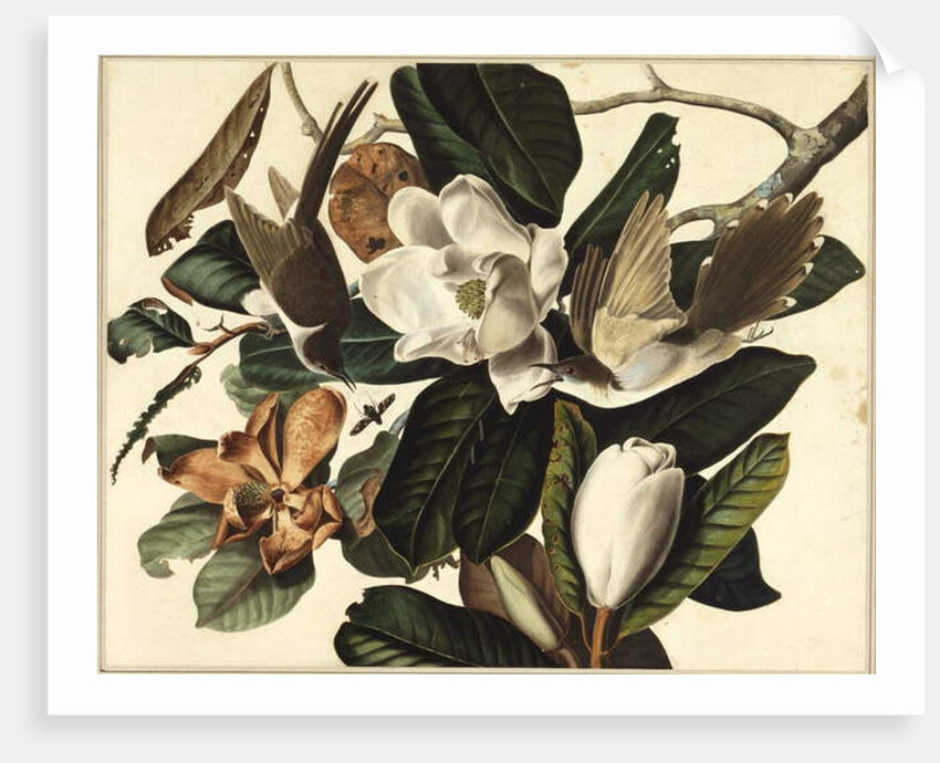 Black-billed cuckoo, 1822 by John James Audubon