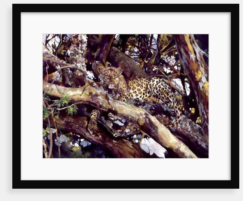Kenyan Leopard, 1997 by Odile Kidd