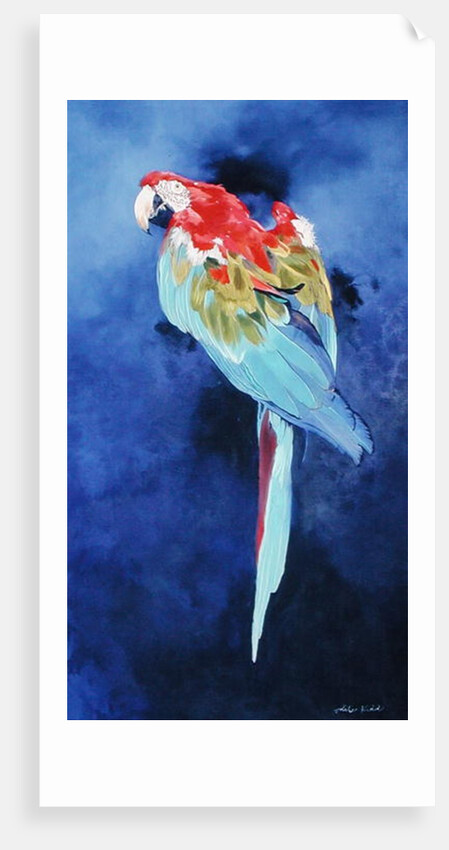 Red and Blue Macaw, 2002 by Odile Kidd