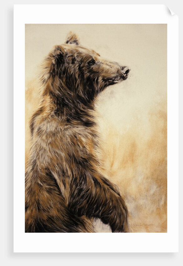 Grizzly Bear 2, 2002 by Odile Kidd