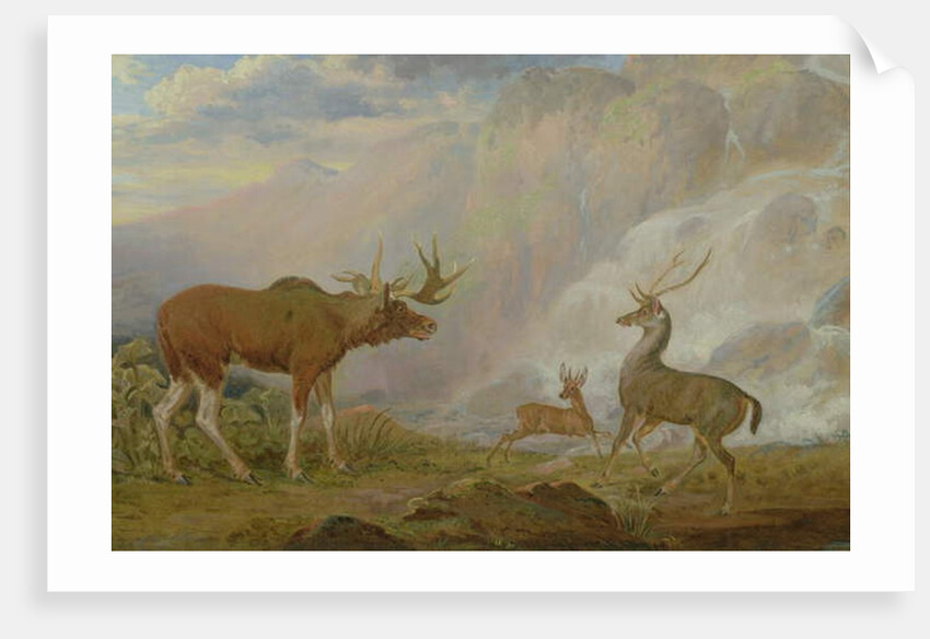 Earl of Orford's Elk, Antelope and Stag by George Garrard