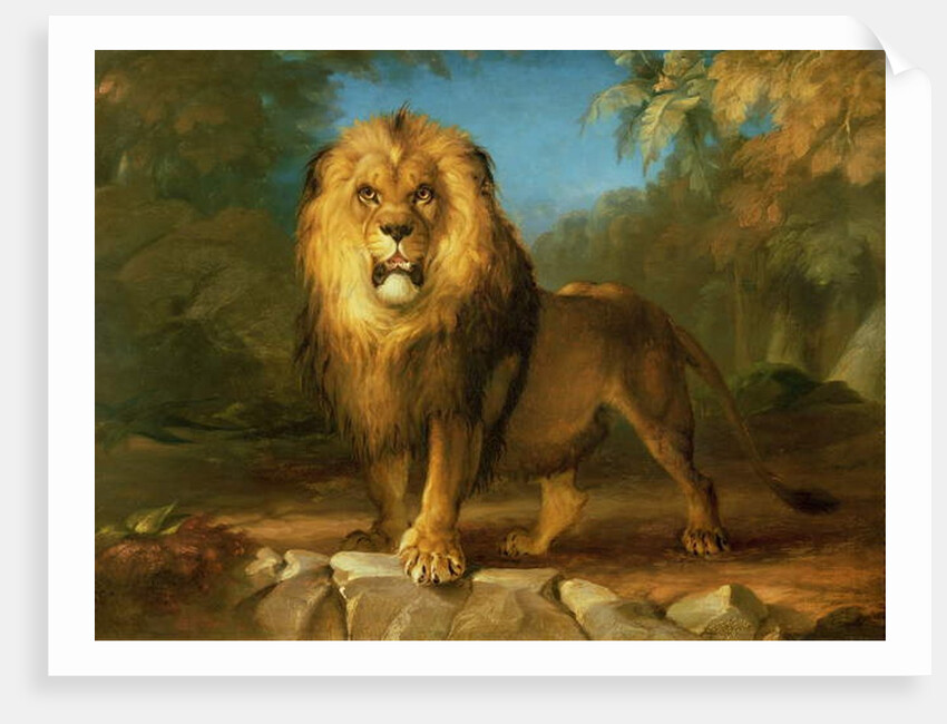 A Lion, 1840 by William Huggins