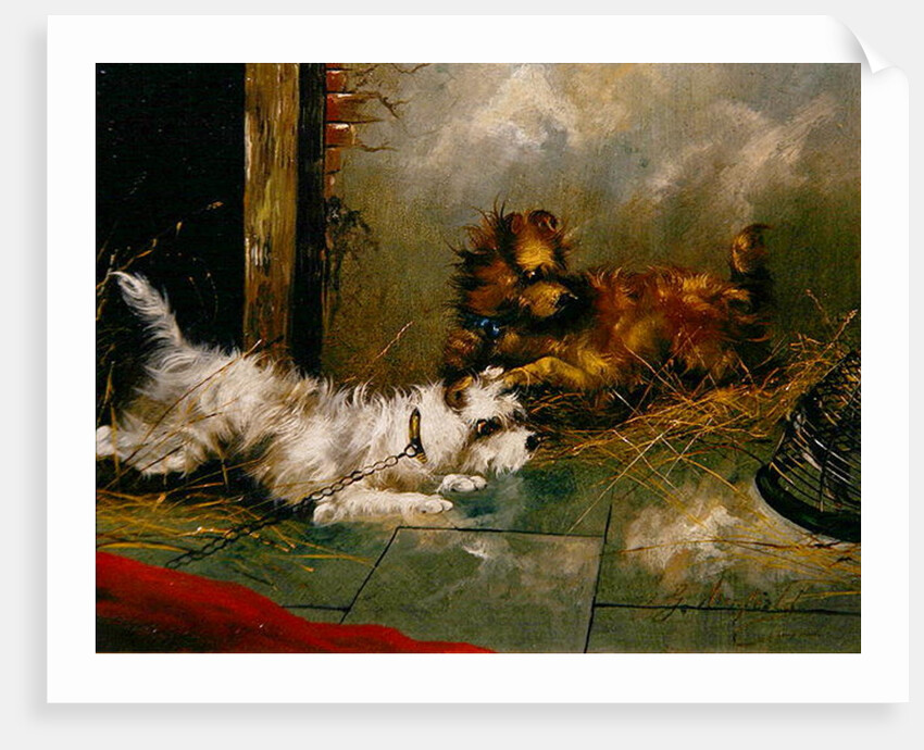 Terriers Playing by George Armfield