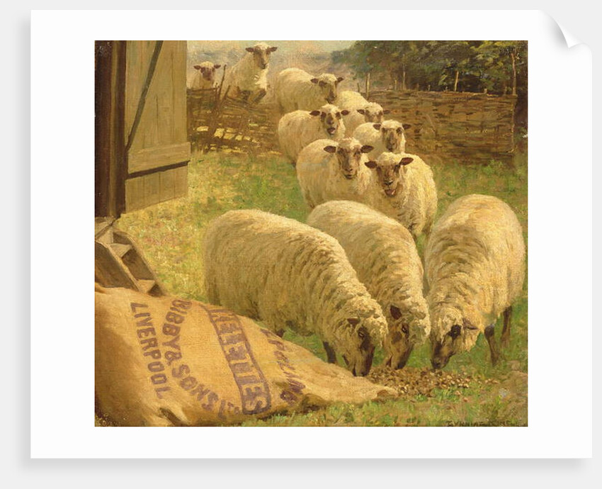 Sheep feeding from an upturned grain bag by William Gunning King