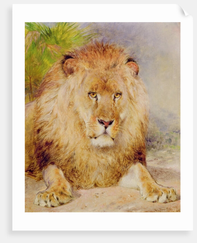 Lion by William Huggins